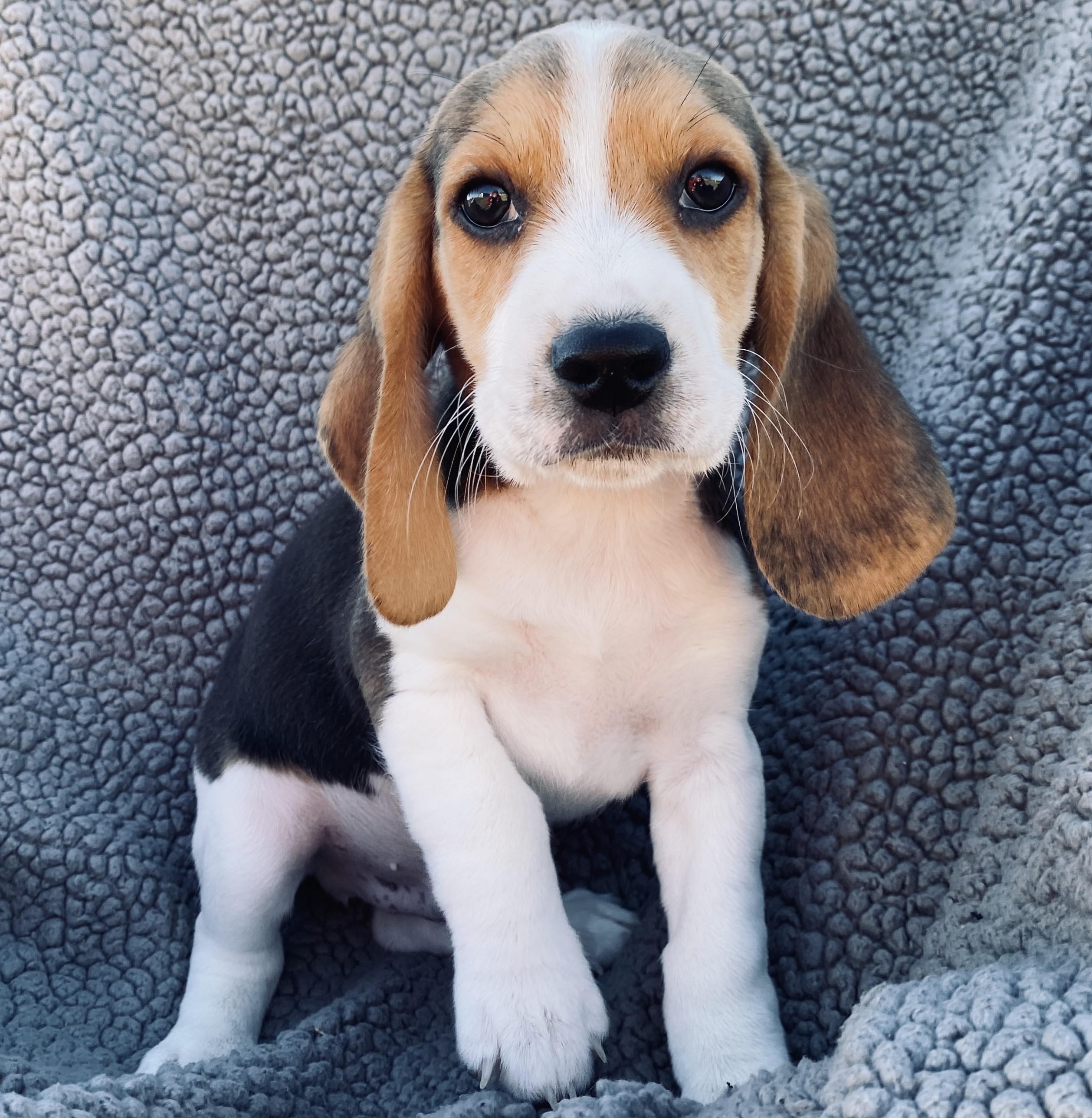 puppy, for, sale, Beagle, Stiehl  Wilson, dog, breeder, Everton, MO, dog-breeder, puppy-for-sale, forsale, nearby, find, puppyfind, locator, puppylocator, aca